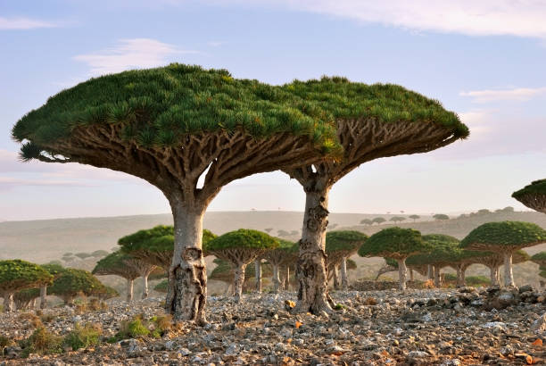 Dragon blood tree Endemic plant Dragon Blood Tree in the island Socotra endemic species photos stock pictures, royalty-free photos & images