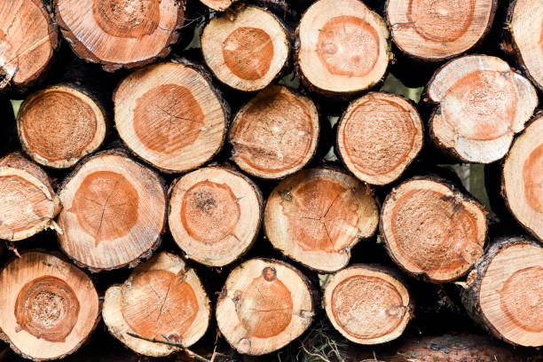 istock Wood piled up in the forest 661733560