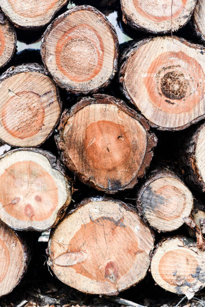 istock Wood piled up in the forest 661740052
