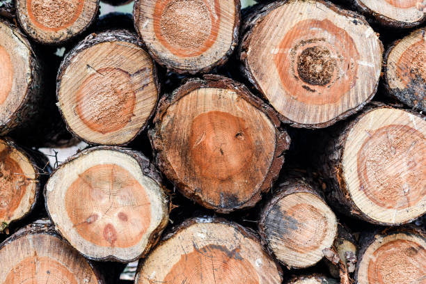 istock Wood piled up in the forest 661740078