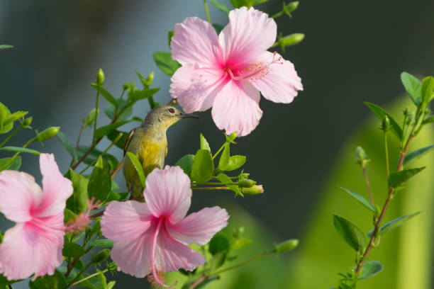 istock Olive backed Sunbird( Cinnyris jugularis ) enjoying sweet from pink flower. 661742556
