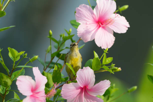 istock Olive backed Sunbird( Cinnyris jugularis ) enjoying sweet from pink flower. 661742572