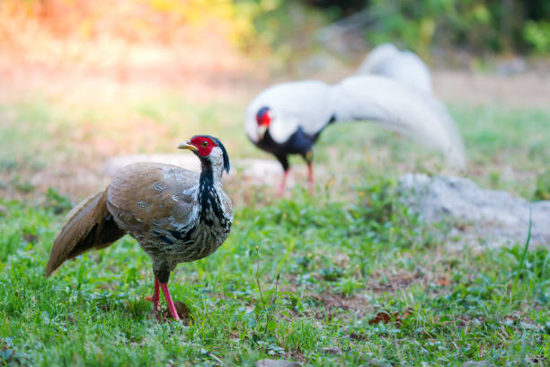 Silver Pheasant,female  making for a living early morning