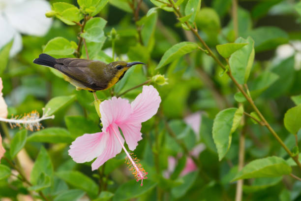 istock Olive backed Sunbird( Cinnyris jugularis ) enjoying sweet from pink flower. 661742610