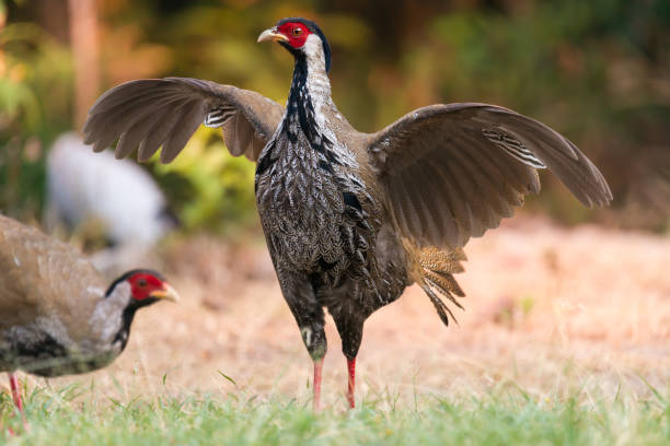 Beautiful bird female spreading wings