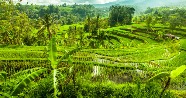 istock Green rise fields in Bali, Indonesia 661803646