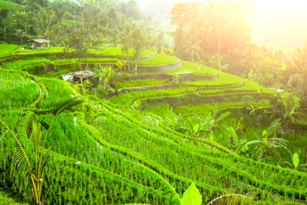 istock Green rise terraces in Bali, Indonesia 661803658