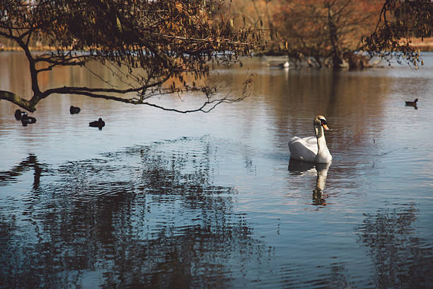 istock Swans And Ducks Swimming In Lake 661826457