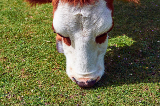 istock Cow on a summer pasture eating 661830692