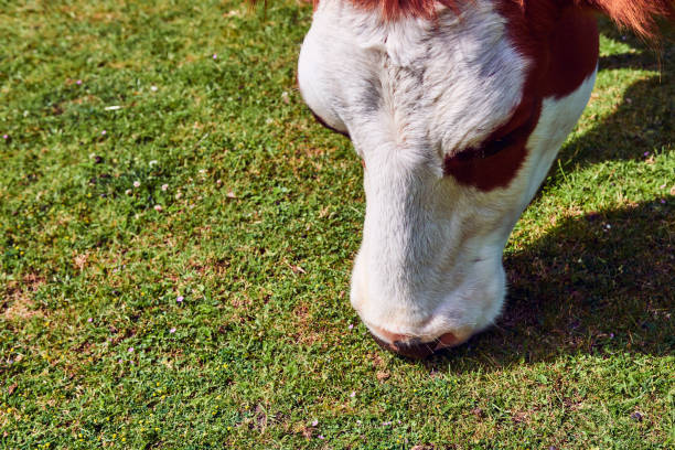 istock Cow on a summer pasture eating 661830898