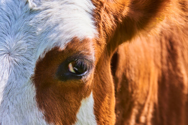 vache regardant l'objectif - bull eye photos et images de collection