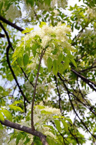 단풍과 일반적인 화산재의 꽃 - maple keys branch sky maple tree 뉴스 사진 이미지