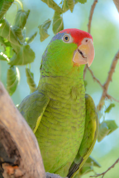 istock Exotic Birds of the Amazon Rain Forest. 661833178