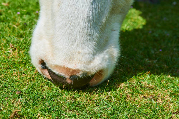 istock Cow on a summer pasture eating 661833234