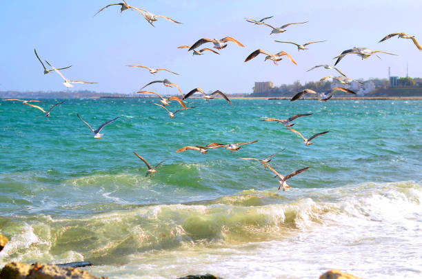 istock Dove over the sea 661839746