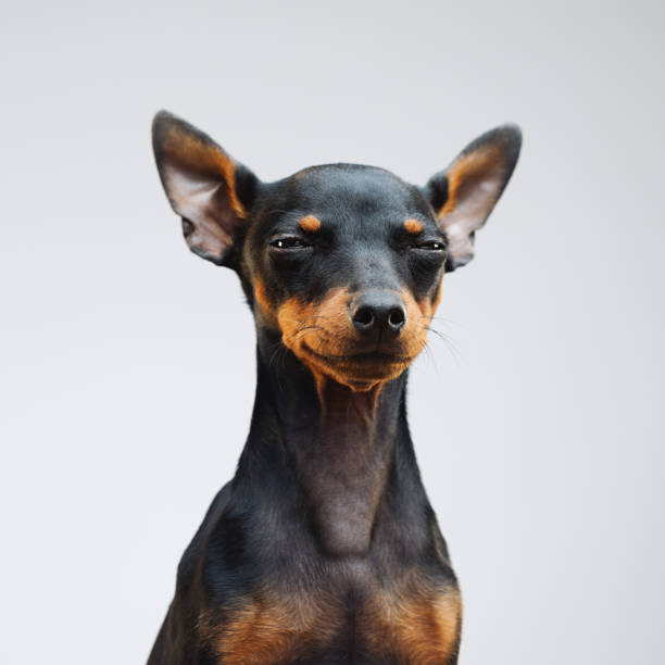 Cute miniature pinscher dog Portrait of cute miniature pinscher dog looking at camera. Square portrait of little dog against gray background. Studio photography from a DSLR camera. Sharp focus on eyes. staring stock pictures, royalty-free photos & images