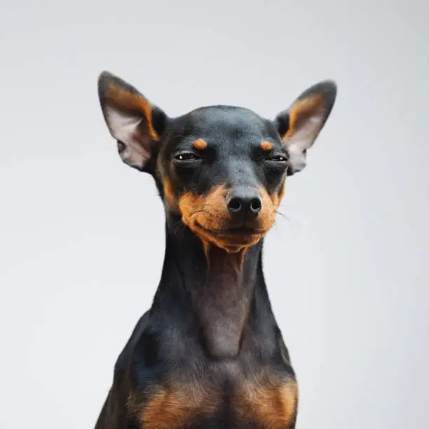 Photo of Cute miniature pinscher dog
