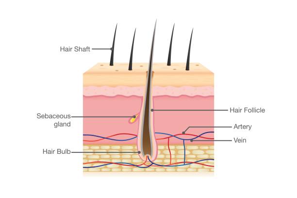 ilustrações de stock, clip art, desenhos animados e ícones de human hair anatomy - root hair