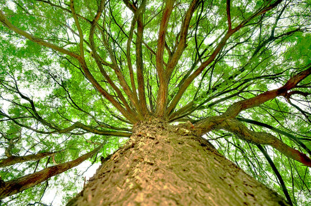 piękne zielone drzewo, widziane od dołu - beech leaf low angle view deciduous tree tree trunk zdjęcia i obrazy z banku zdjęć