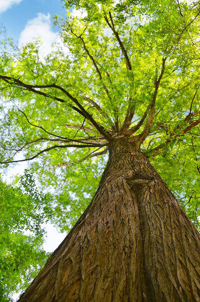 schöner baum nachschlagen - sky forest root tree stock-fotos und bilder