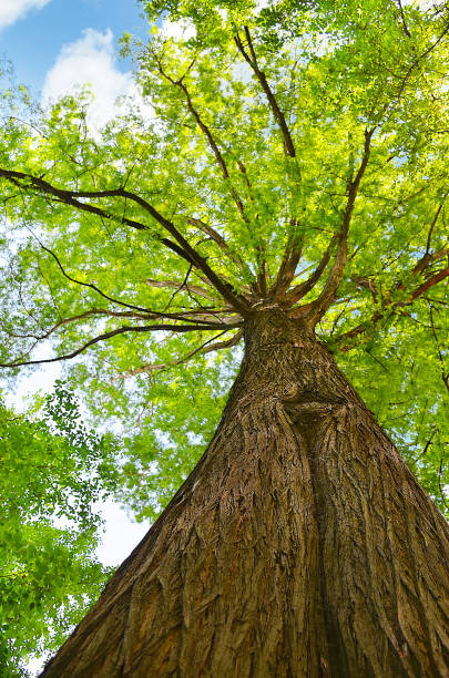 hermoso árbol mirando hacia arriba - sky forest root tree fotografías e imágenes de stock