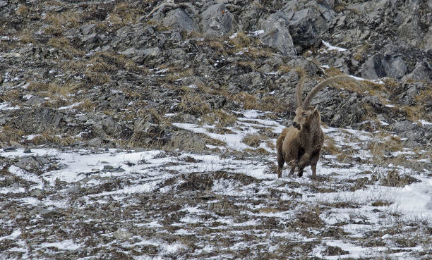 istock Male Ibex - Ibex male - goat ibex 661847802