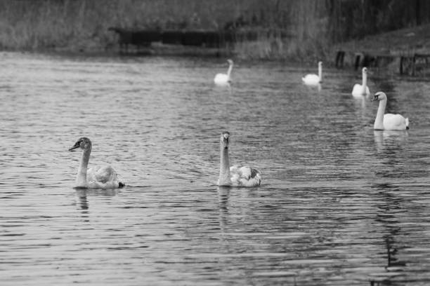 istock Beautiful white swan floating on the lake 661847916