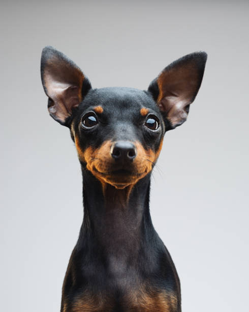 Cute puppy of miniature pinscher dog stock photo
