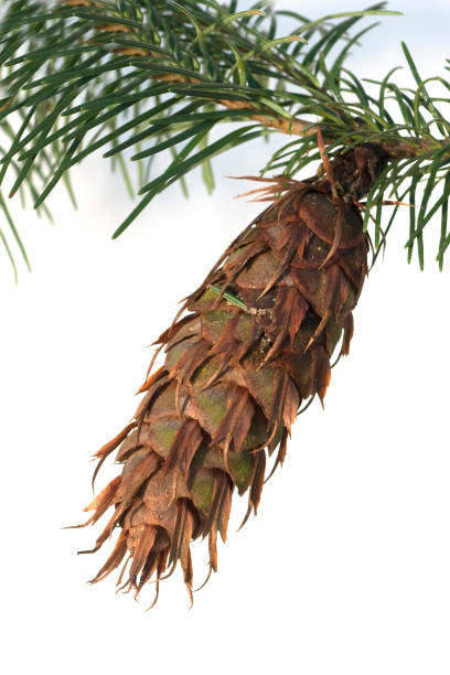 istock Douglas; Pseudotsuga; menziesii, Spigot 661863188