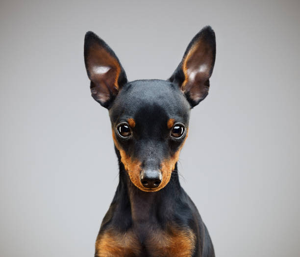embarrassed Chihuahua dog at a white background