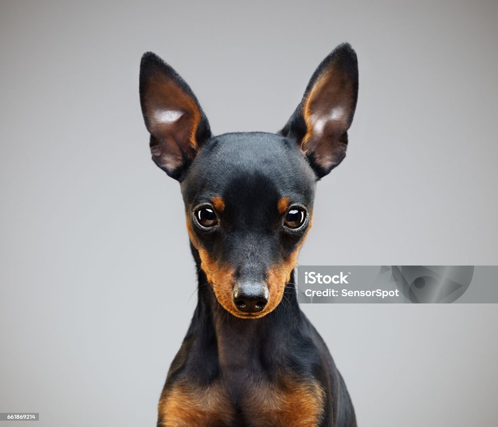 Miniature pinscher dog in studio Portrait of miniature pinscher dog looking at camera. Square portrait of little dog against gray background. Studio photography from a DSLR camera. Sharp focus on eyes. Dog Stock Photo