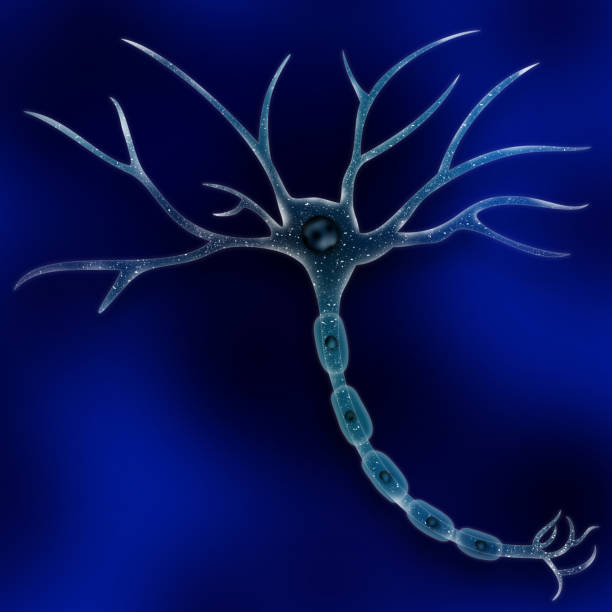 ilustrações, clipart, desenhos animados e ícones de célula neuron - motor neuron