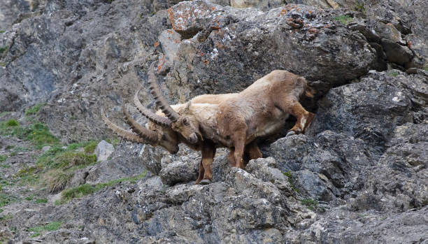 istock Two adult ibexes fight for play 661881232