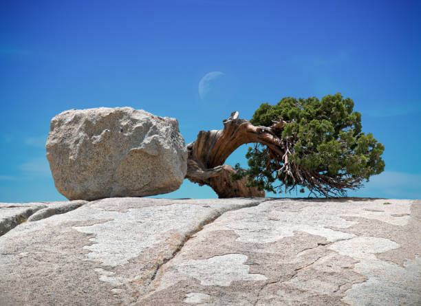 Rock and Tree, A Natural Lovely Relationship stock photo