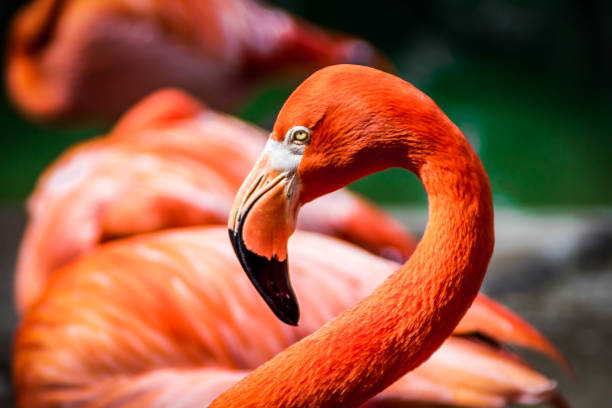 istock Caribbean Flamingo 1 661885296