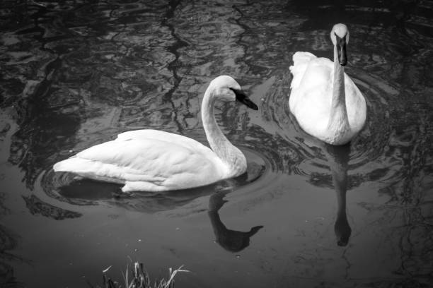 istock White swans swimming in black pond 661885308