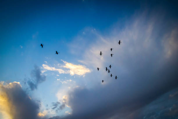 istock Flock of birds during sunset 661885544