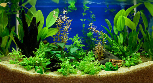 istock Aquascaping of the planted aquarium 661904572