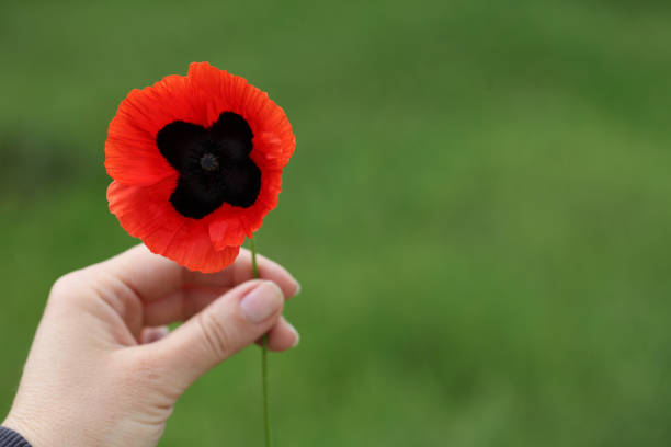 istock Hand with red poppy flower on green 661904956