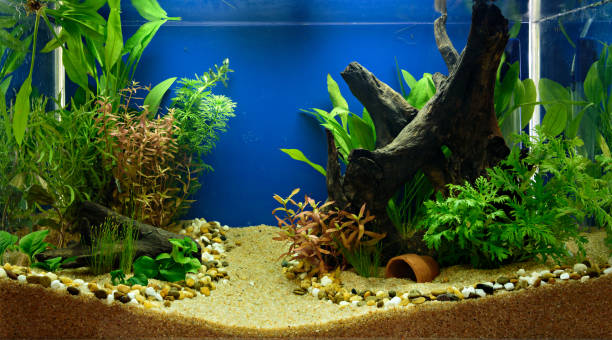 istock Aquascaping of the planted aquarium 661906494