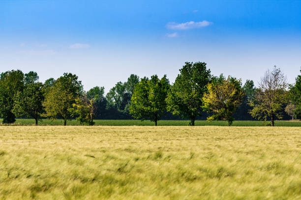 clean, relaxing nature. beautiful cornfield with green trees stock photo