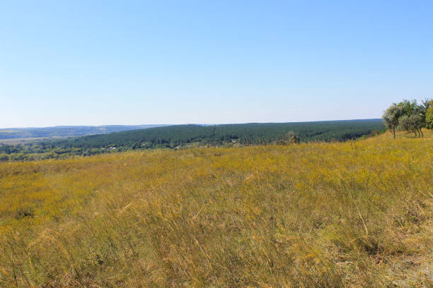 istock Summer landscape with meadow, trees and hills 661913776
