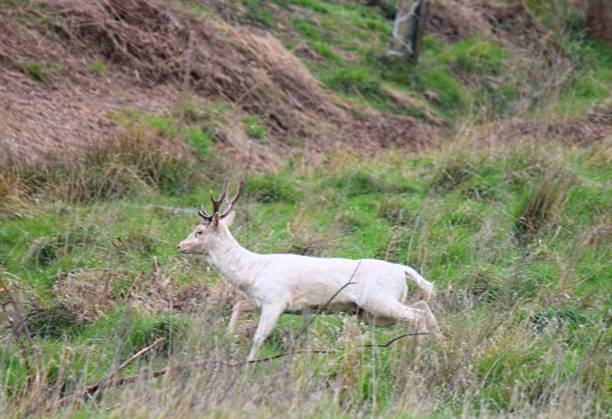 istock running male albino stag deer in field 661922076