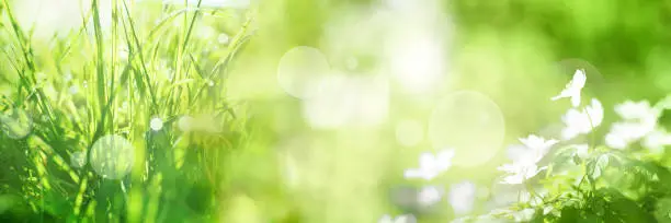 Bright green spring panorama background with bokeh effects grasss and flowers