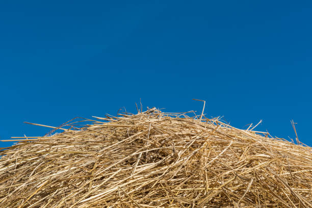 a pile of dry straw texture and blue sky, useful for backgrounds