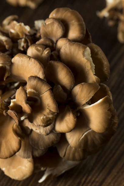 istock Raw Organic Maitake Mushrooms 661987852