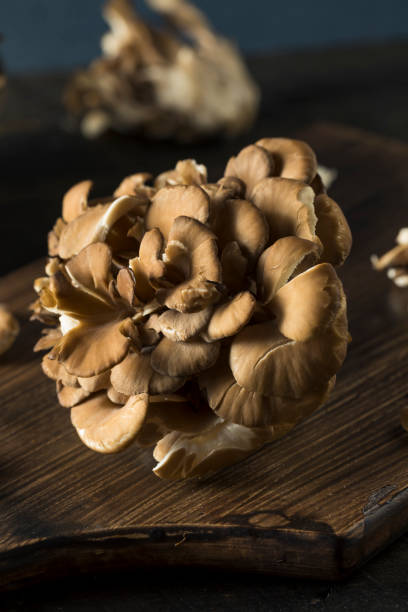 istock Raw Organic Maitake Mushrooms 661995586