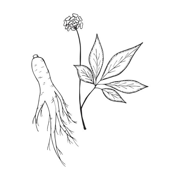 ginseng 2 Root and leaves panax ginseng, sketch style. Hand draw vintage illustration of medicinal plants. For traditional medicine, gardening. Biological additives are. picture lake stock illustrations