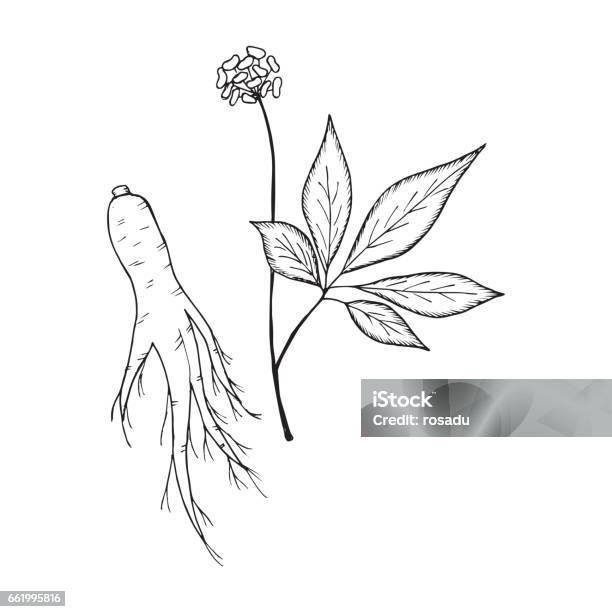 Ginseng 2 Stock Illustration - Download Image Now - Ancient, Antique, Beauty