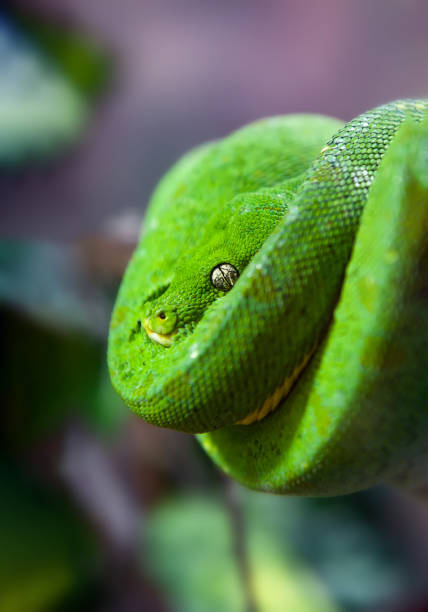 istock Green Python with Golden eye hanging on a branch in a spiral close up 661995884